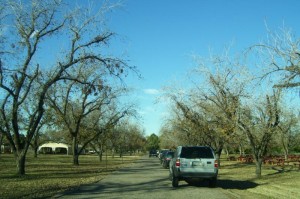 Pecan Grove at the Farm at South Mountain