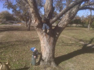 Pecan tree at The Farm at South Mountain