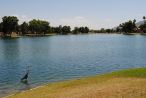 Crane at Lake Margherite in McCormick Ranch