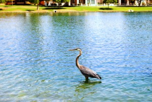 Crane in Lake Margherite of McCormick Ranch