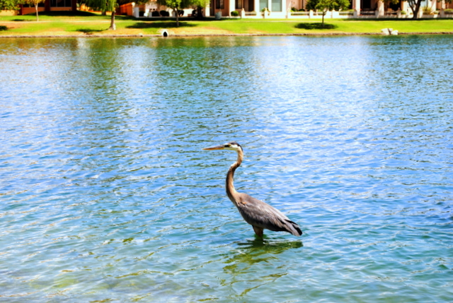 Crane close-up Crane in Lake Margherite of McCormick Ranch