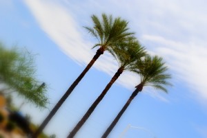 Scottsdale Palms